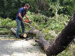 Best Tree Disease Treatment  in Bastrop, TX